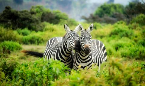 Exploring the Wild Side: Consider Majoring in Zoology